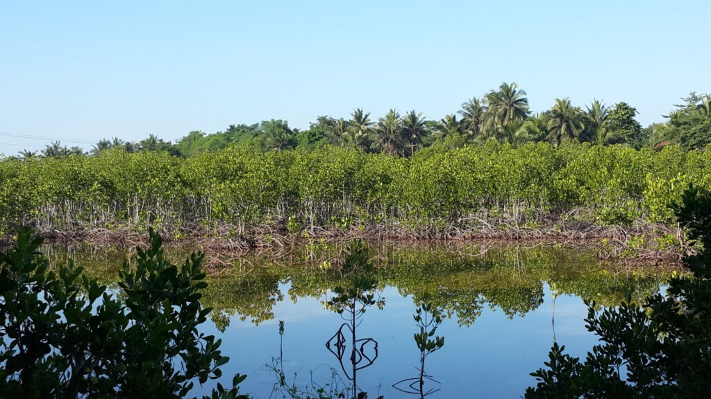 Coastal Mangrove Forests by Marize Koekemoer