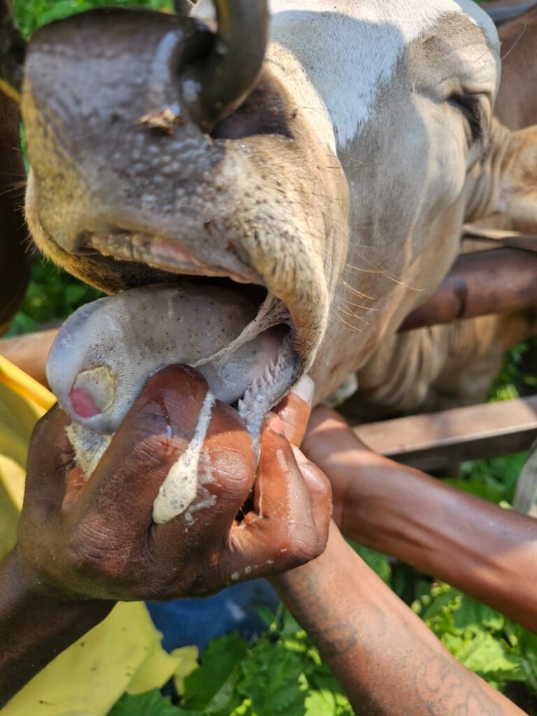 Cow FMD Mouth 1